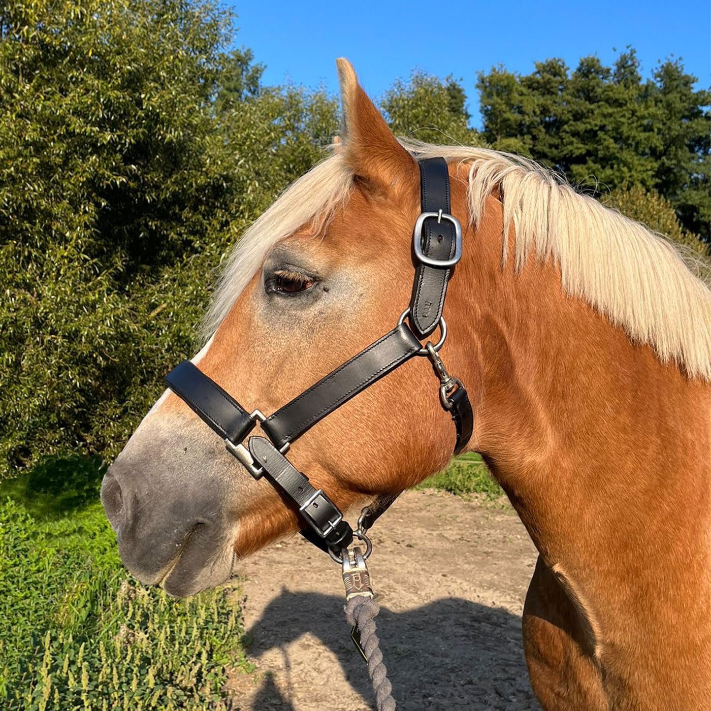 Brama West Halfter Pferd XXXL Titan - Lederhalfter für sehr große Pferde - doppelt genäht, verstellbar, unterlegt (Full)