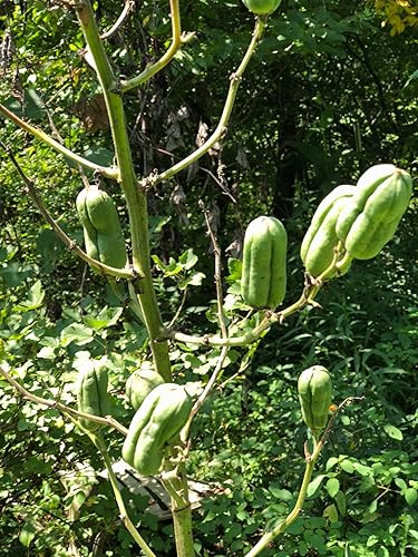 Miniatura 2 de Semillas de yuca orgánicas (Yucca filamentosa) 50 semillas (0.02 oz) - Aguja de Adán, bayoneta española, yuca, semillas de palma de aguja por Smoke