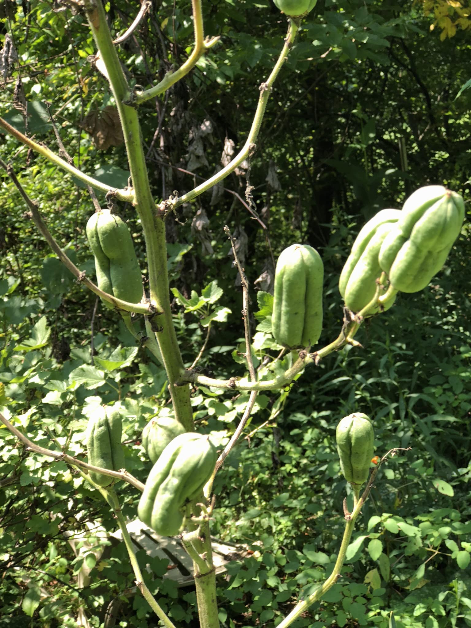 Amazon.com : Organic Yucca Seeds (Yucca filamentosa) 50 Seeds (0.5