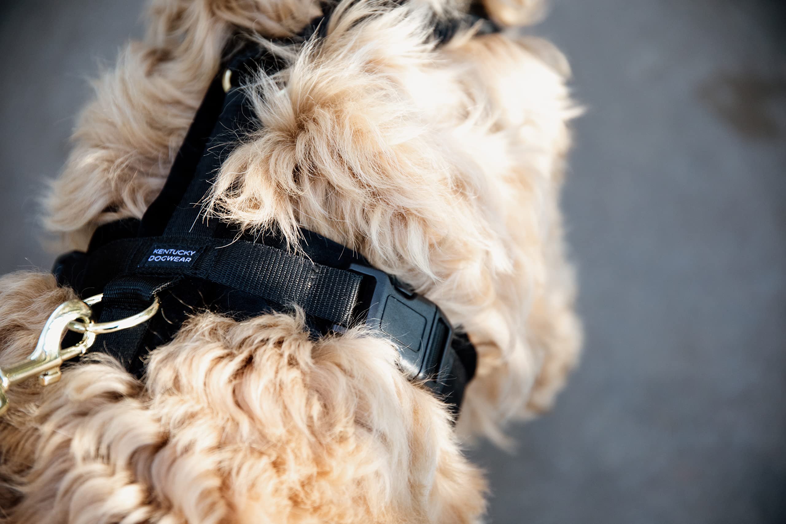 Arnes para Perros Aktiv Velvet, Talla: XS, Color: Negro