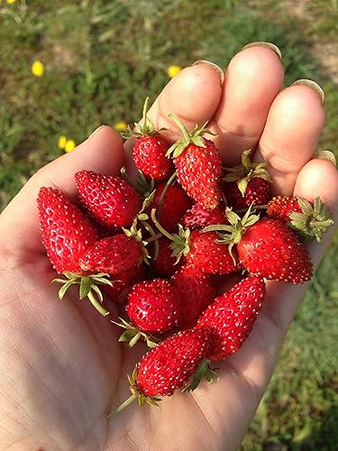 Miniatura 2 de Más de 100 Semillas Alpine Strawberry Baron Solemacher Everbearing - Rojo Fruta