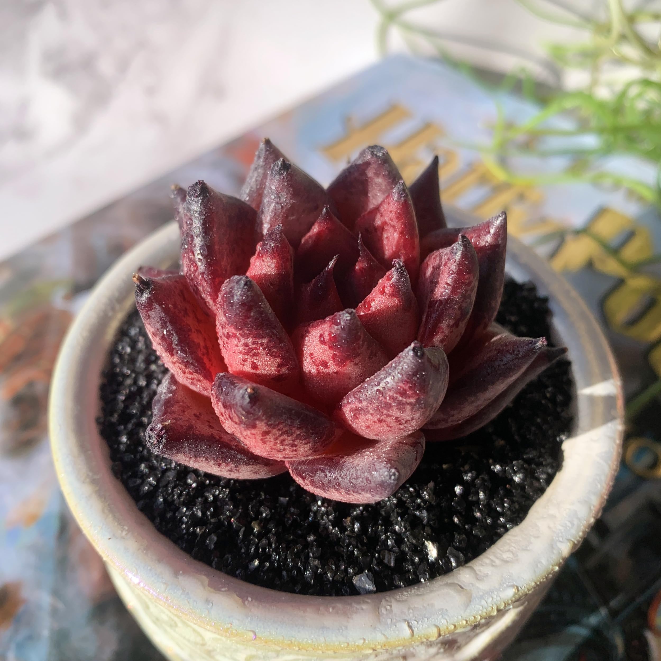 Echeveria Agavoides Romeo
