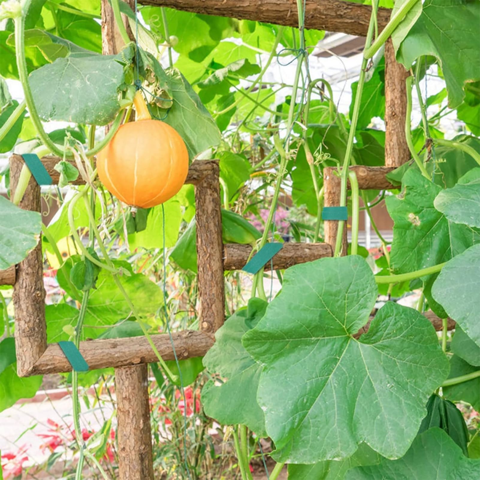 20m Cinta para Plantas, Reutilizable, Ayuda para Escalar Plantas