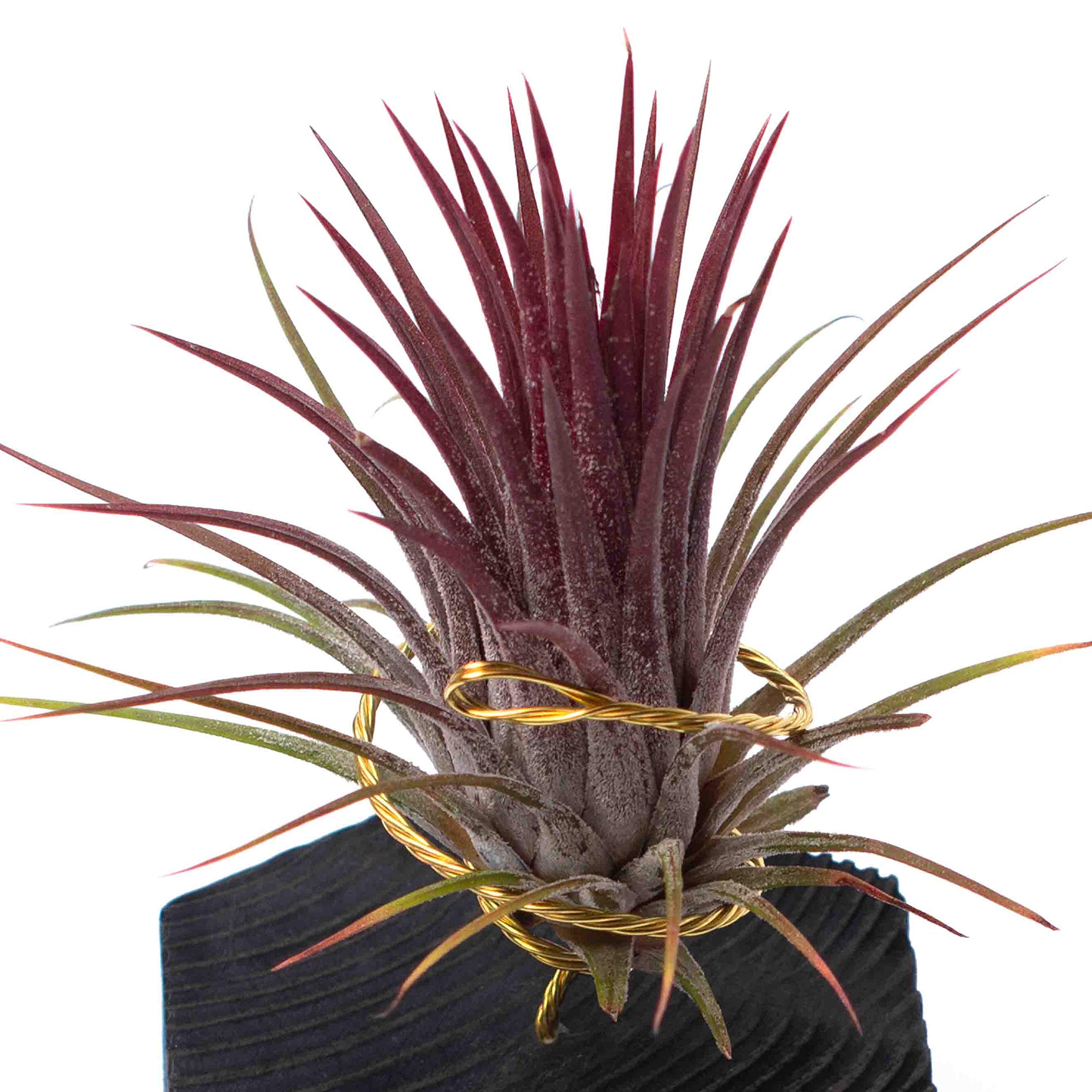 Tillandsia CAM Pianta Aria Con Supporto In Legno 10 Cm - Decorazione Naturale Fatta A Mano In Spagna