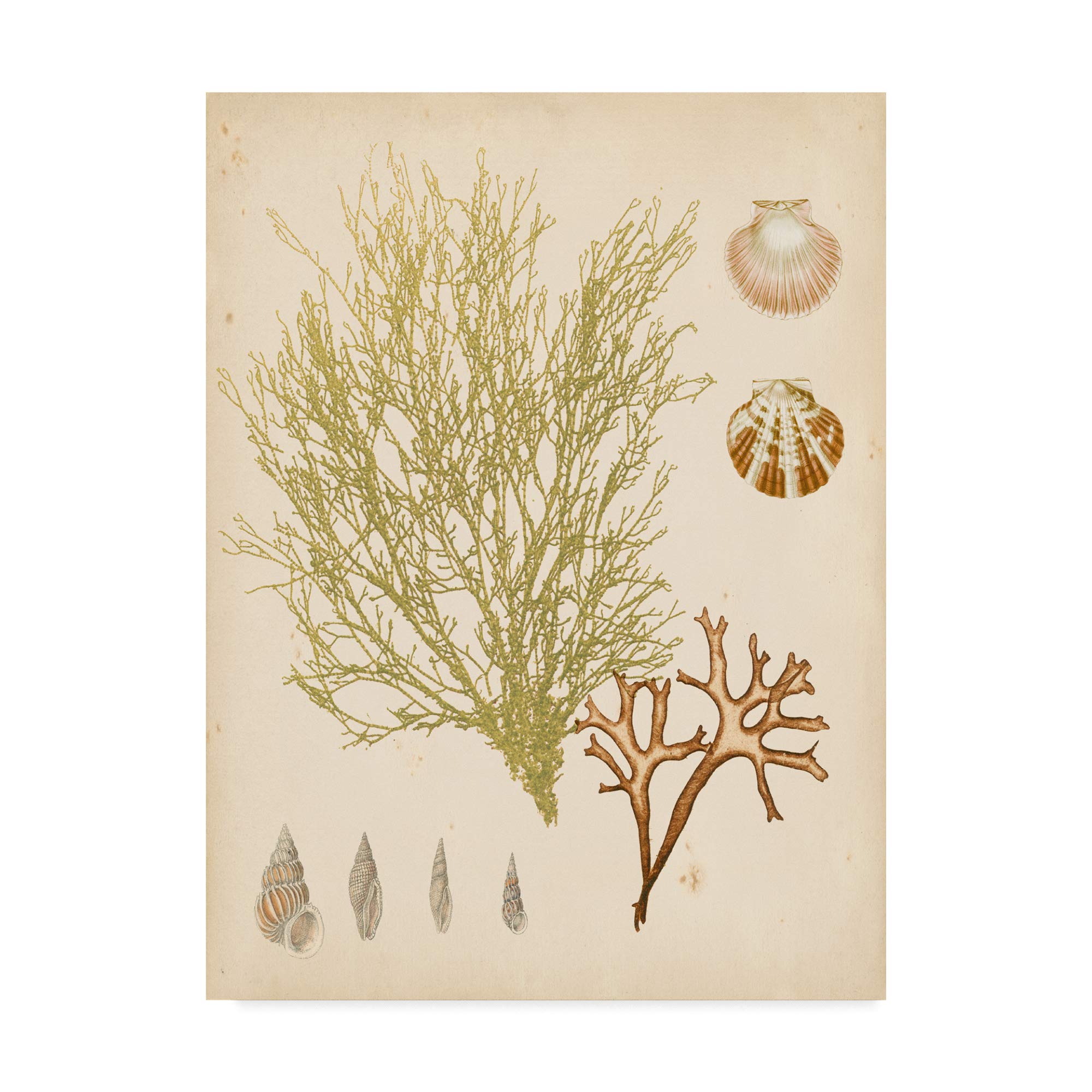 Trademark Fine Art Coastal Relic Ii by Vision Studio, 14x19-Inch