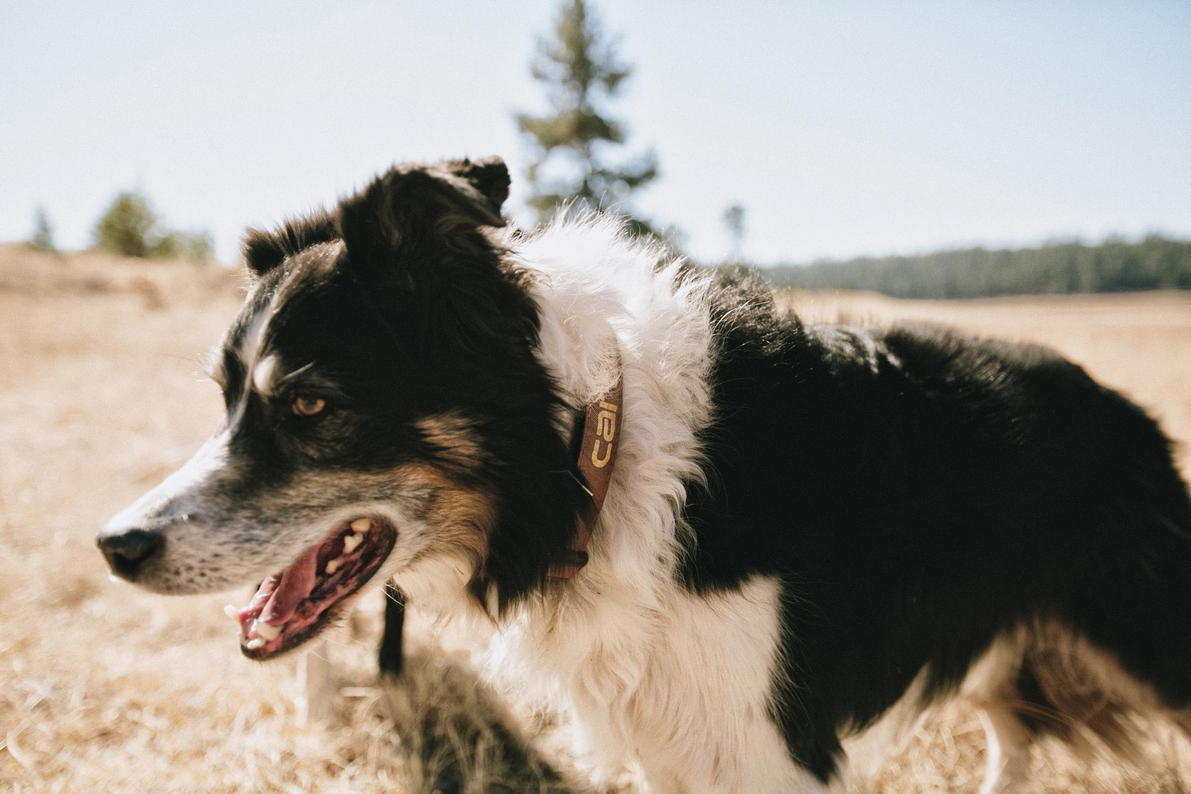 Carhartt Hundehalsband, Nylon, Deep Wine, Größe M
