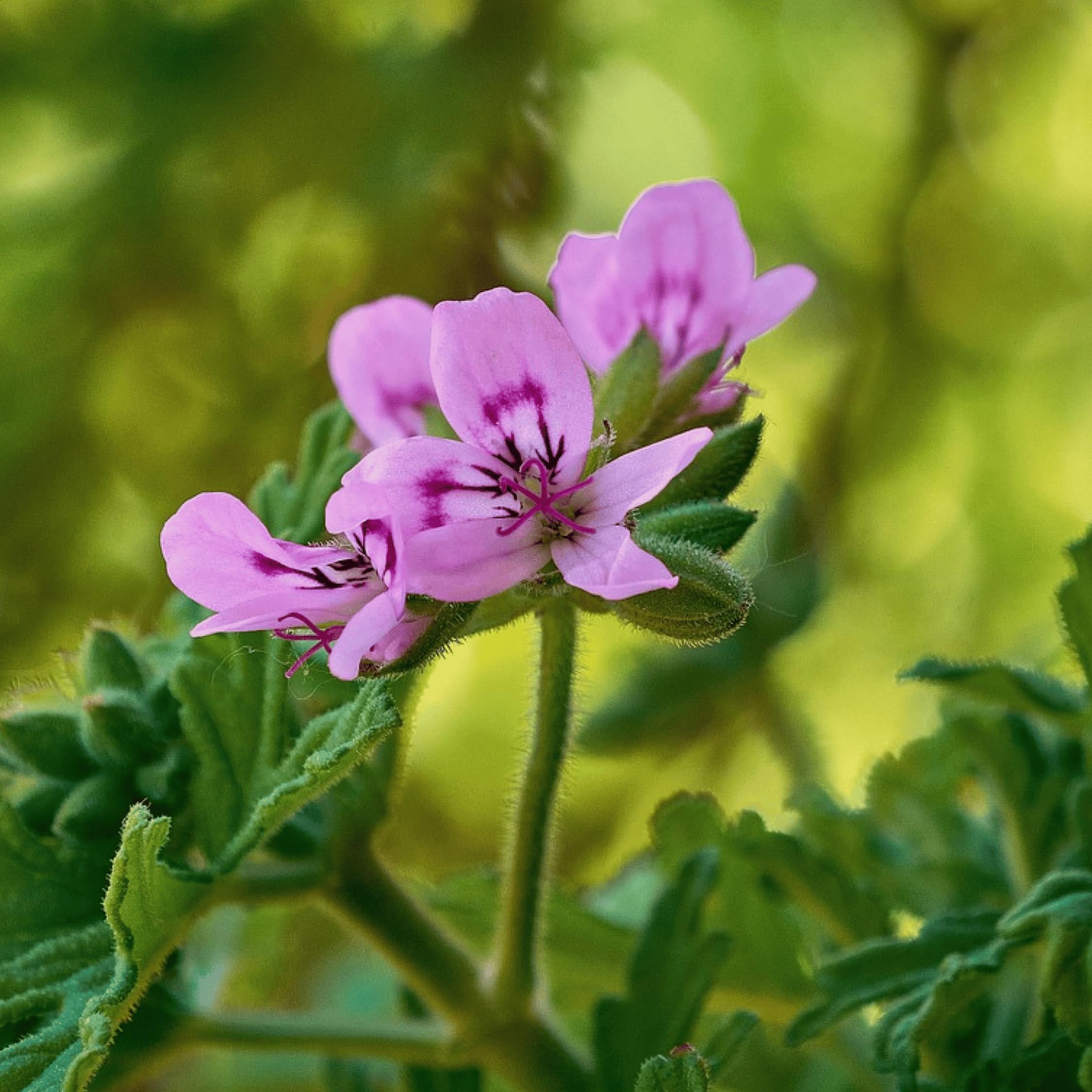 Plant in a Box - Pelargonium - Set da 6 pezzi - 3 diversi tipi - Anti-zanzara - Vaso da fiori 10,5 cm - Altezza 15-25 cm