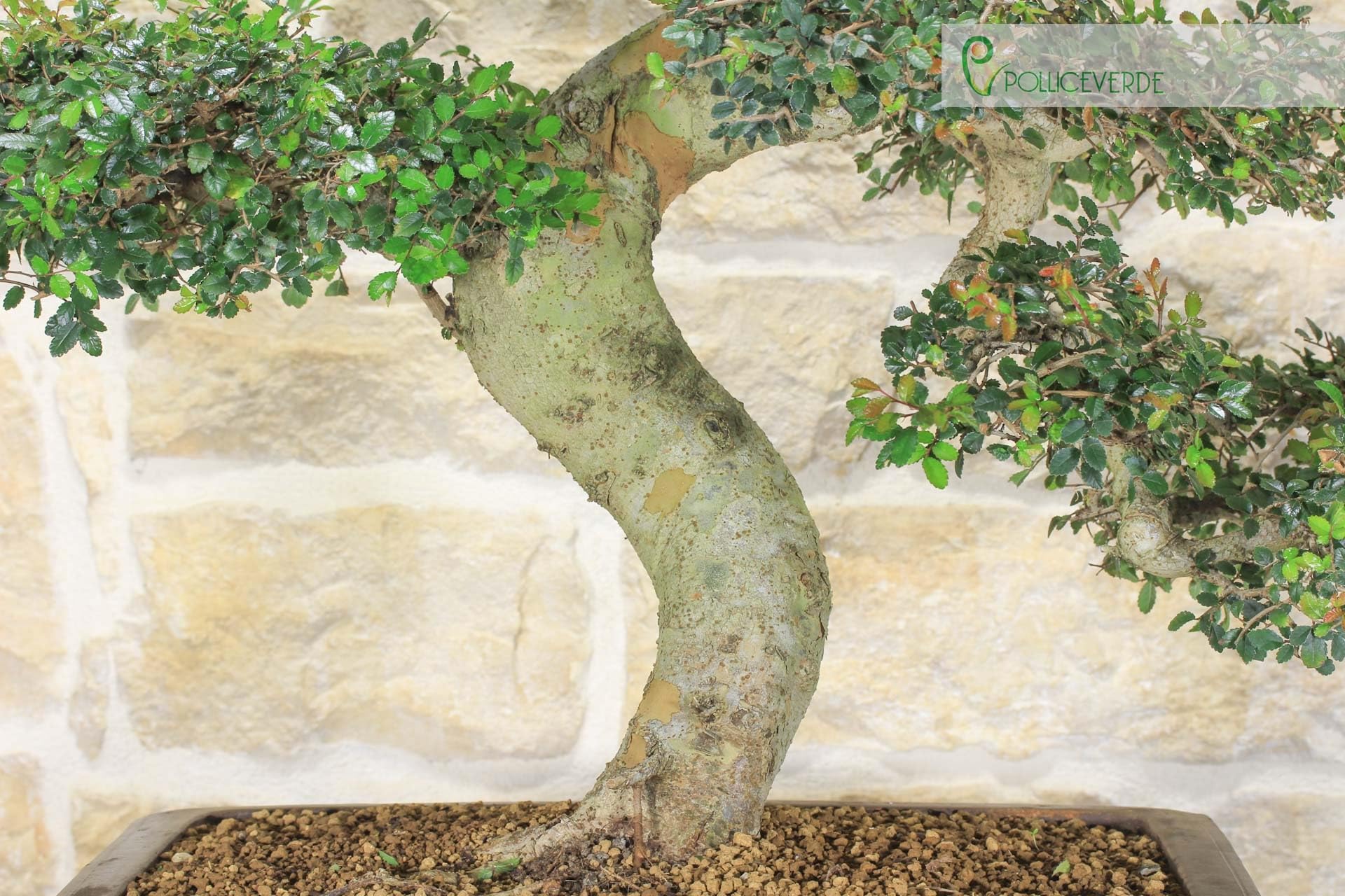Bonsaï Zelkova Parvifolia (77)