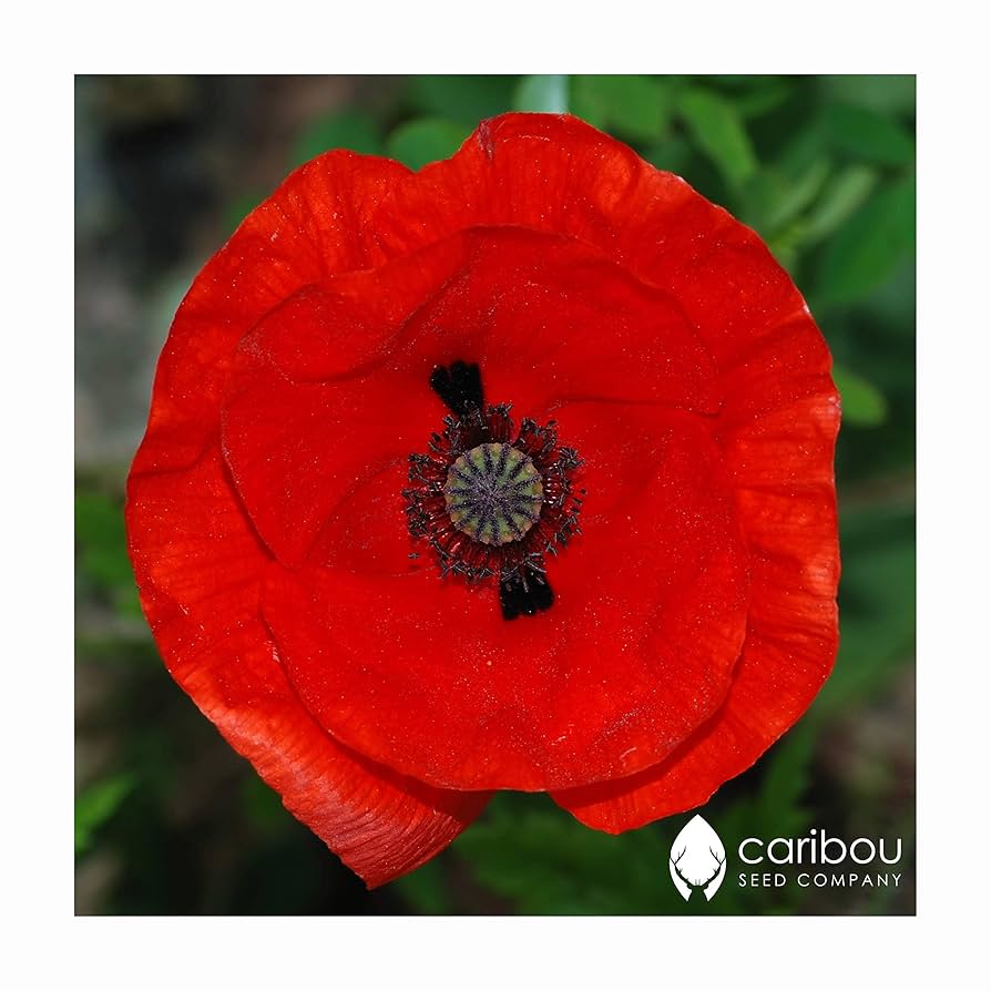 Save 25% PRECIOUS POPPIES by Caribou Seed Company
