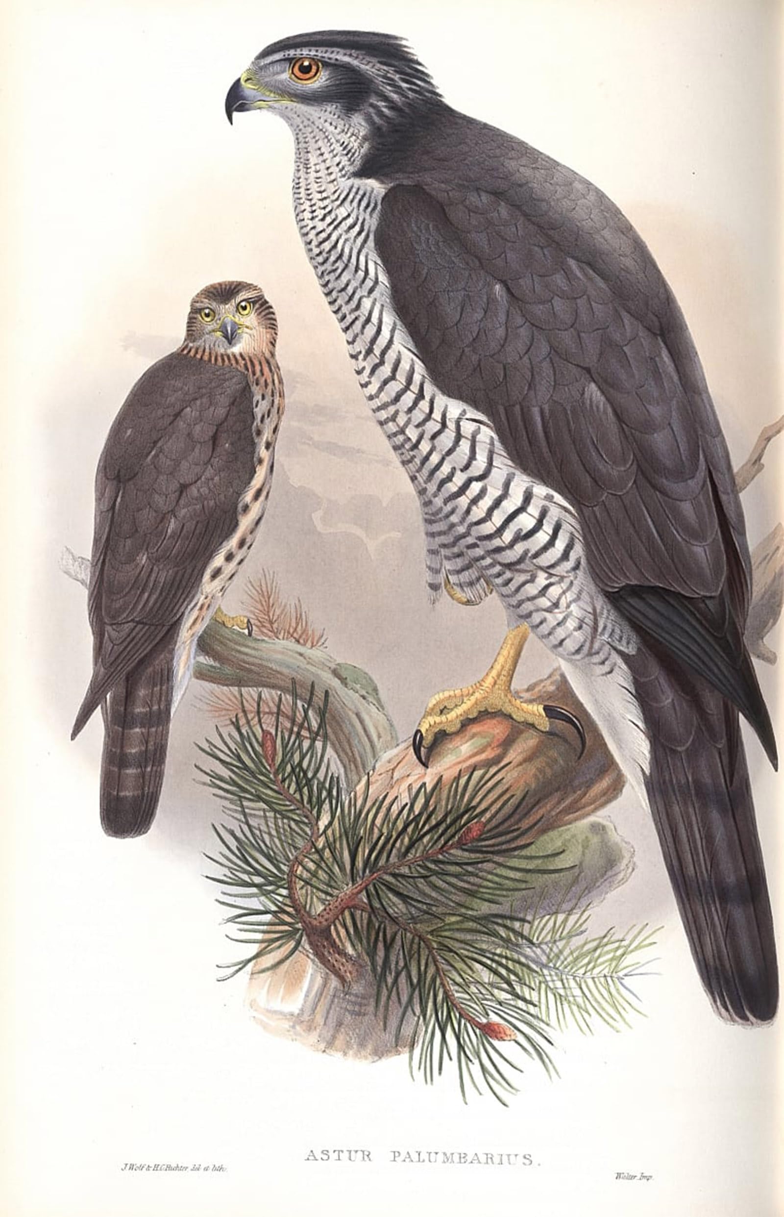 ARTXLXXBN Famous Painting Art Wall Decor Abstract Art Picture Animal Bird Illustration of Astur Palumbarius by John Gould Animal Pictures for Home Decor 60x90cm