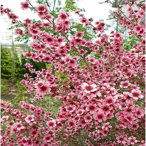 Miniatura 1 de QAUZUY GARDEN Semillas - 10 semillas de árbol de té Manuka de Leptospermum Scoparium premium, hermosas flores compactas de hoja perenne, grandes