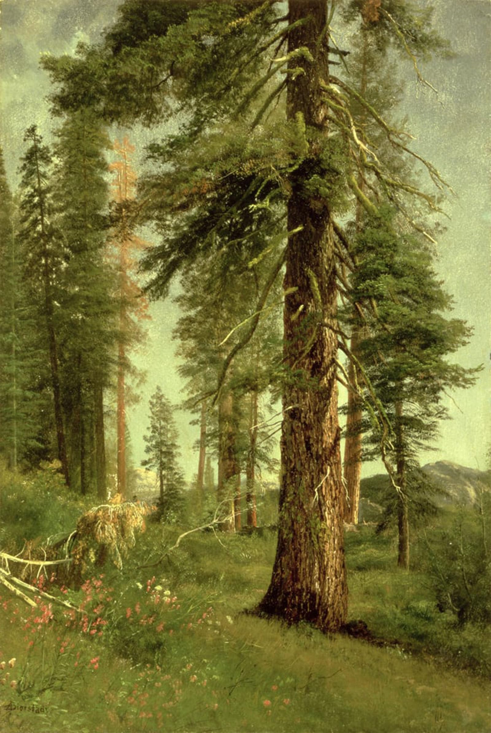 SERENDIPITP Vintage Picture Print on Canvas Wall Art Poster California Redwoods by Albert Bierstadt Artwork Print Poster for Wall Decor 60x90cm