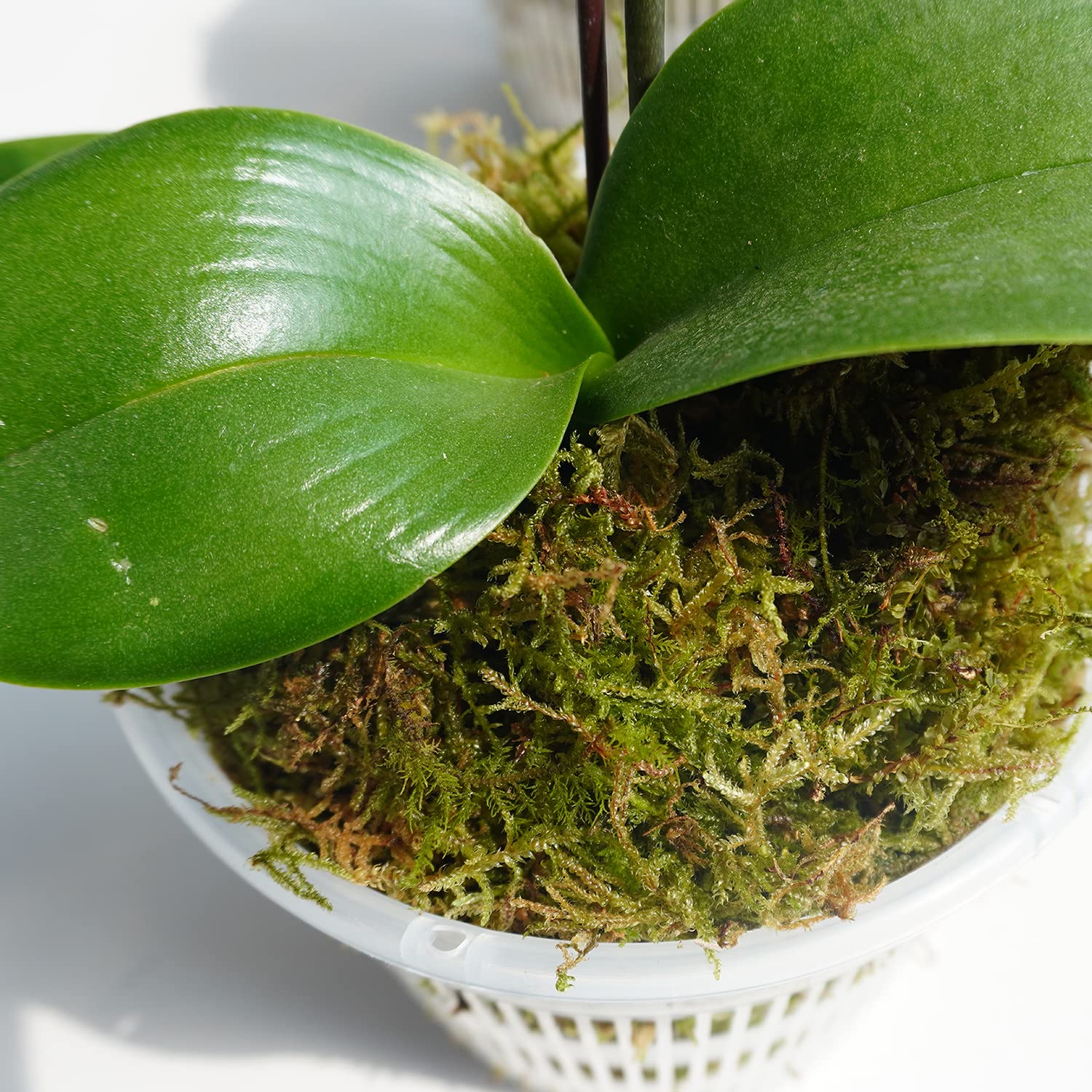 453g muschio per orchidee per piante in vaso, ottimo terriccio per piantine e talee, buona idea per terrario per rettili, artigianato, decorazione del giardino