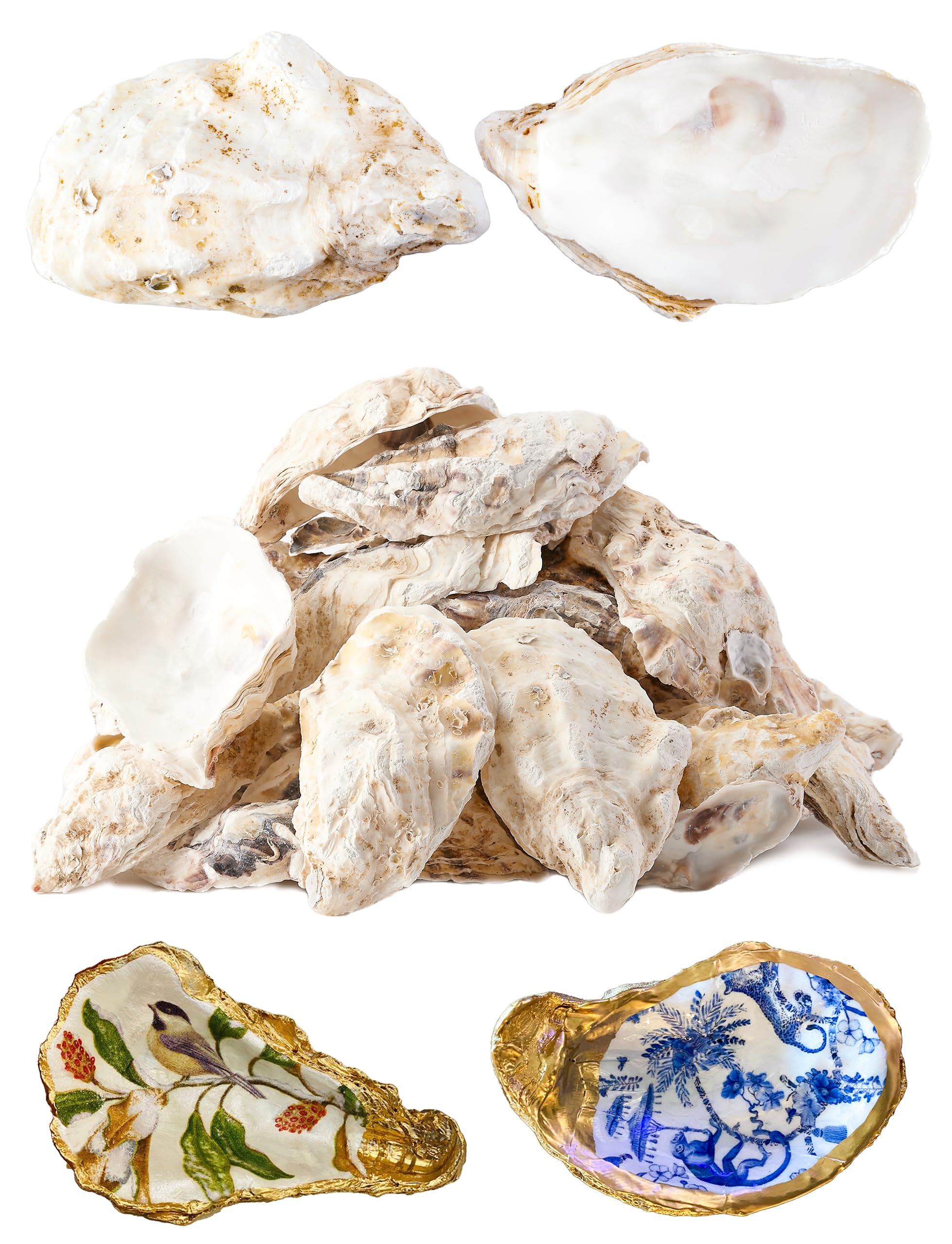 Letravagance 30Pcs Oyster Shells for Crafts? 4