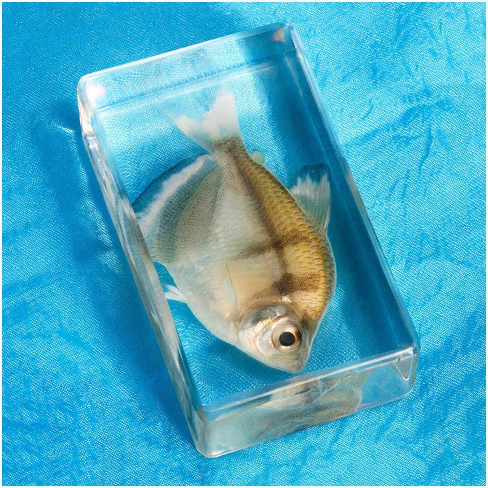 Amazon.co.jp: ガラス魚標本モデル-海洋生物埋め込み標本魚標本教育