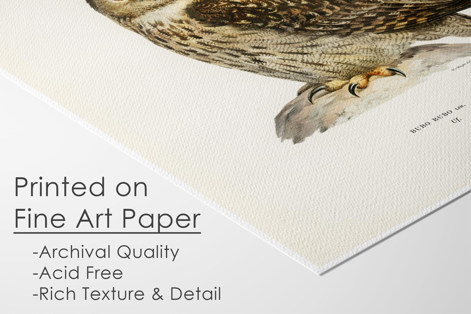 アート・デザイン・音楽 CLASSIC NATURAL HISTORY PRINTS BIRDS Amazon.com: Vintage Song Bird Prints by Ink Inc. | Nature