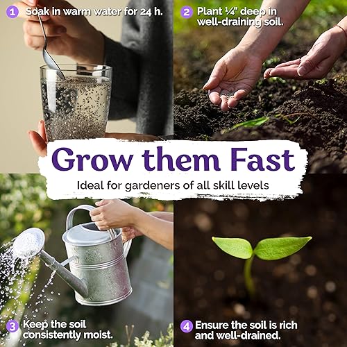 Miniatura 3 de 10 semillas de hibisco de doble rosa, color amarillo y rosa, para jardín, flores, exóticas semillas perennes