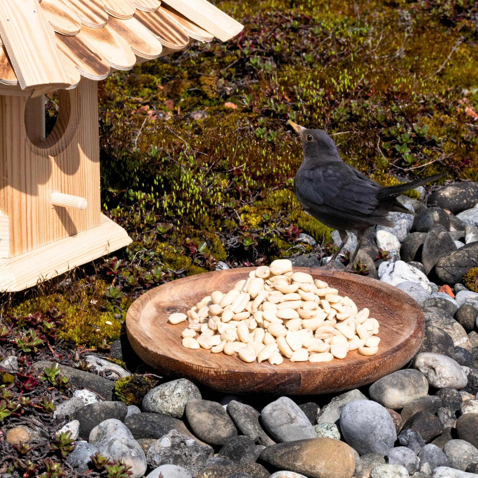 Graines de cacahuètes Demi-blanchies 25 kg Nourriture pour Oiseaux Sauvages sans Coque Source d'énergie