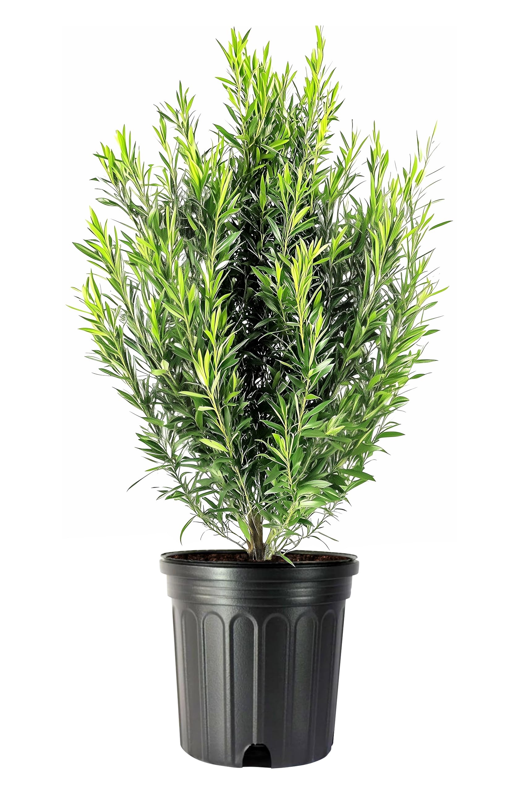 Amazon.com : Podocarpus Macrophyllus | 2 Extra Large Trade 3 Gallon Plants  | Japanese Yew | Low Maintenance Live Evergreen Privacy Hedge Shrub :  Patio, Lawn & Garden