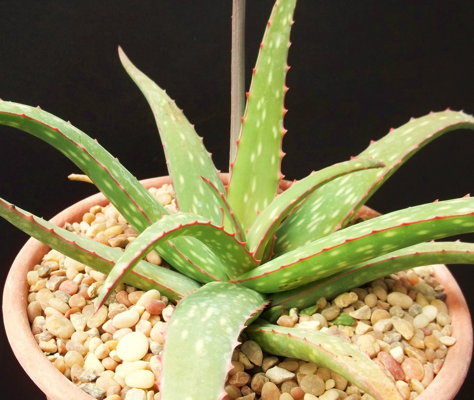 ALOE SINKATANA cactus ibrido colore esotico semi succulente rare semi del  fiore 100 : Amazon.de: Garten