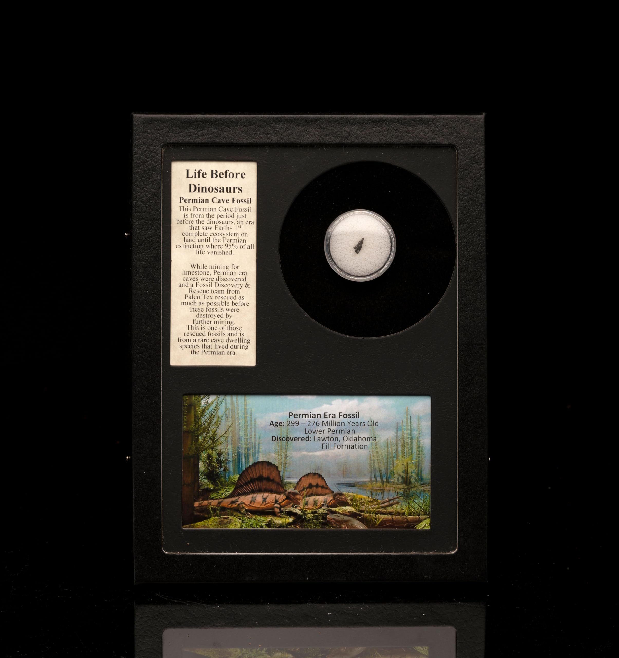 Permian Cave Fossil in Collector's Box