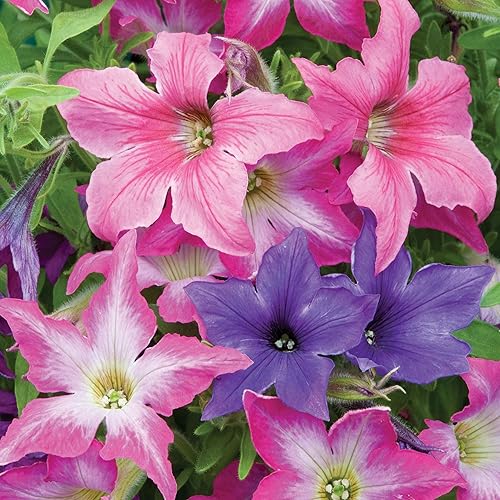 Miniatura 2 de Outsidepride Petunia hybrida Sparklers Garden Flower Seed Mix - 250 Semillas