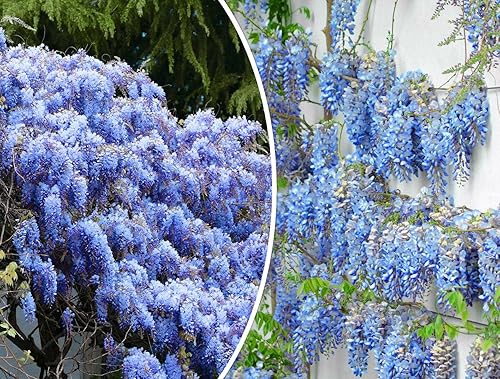 Blue Wisteria Seed Arbusto de vid de flores trepadoras perennes 15 semillas