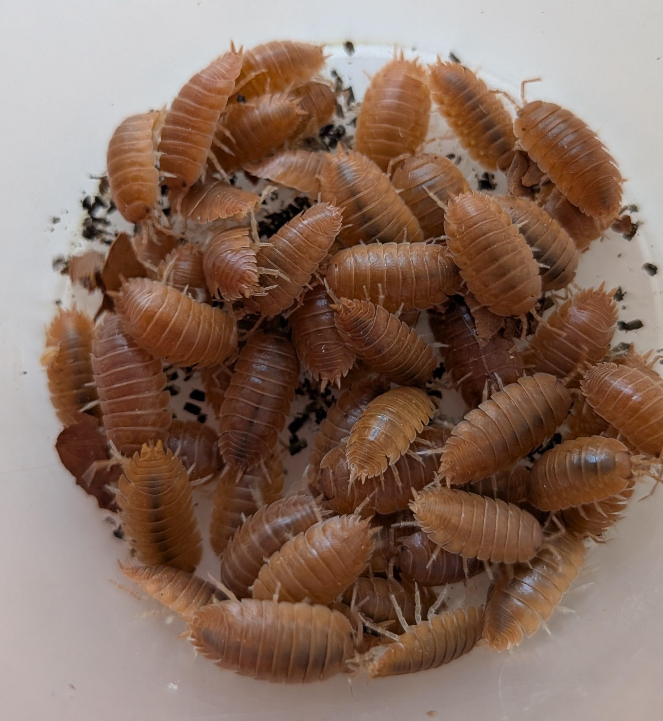 Live Giant Orange Isopods (15 +2 mixed size). LETTERBOX DELIVERY.Starter colony for insect enthusiasts/efficient clean up crew for bio active enclosures. Roly-polies, woodlice, pillbugs. - 4