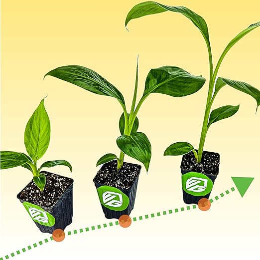 Fertilizante para Banano Wellspring Gardens Banana Fuel 15-5-30 453.6g miniatura 8
