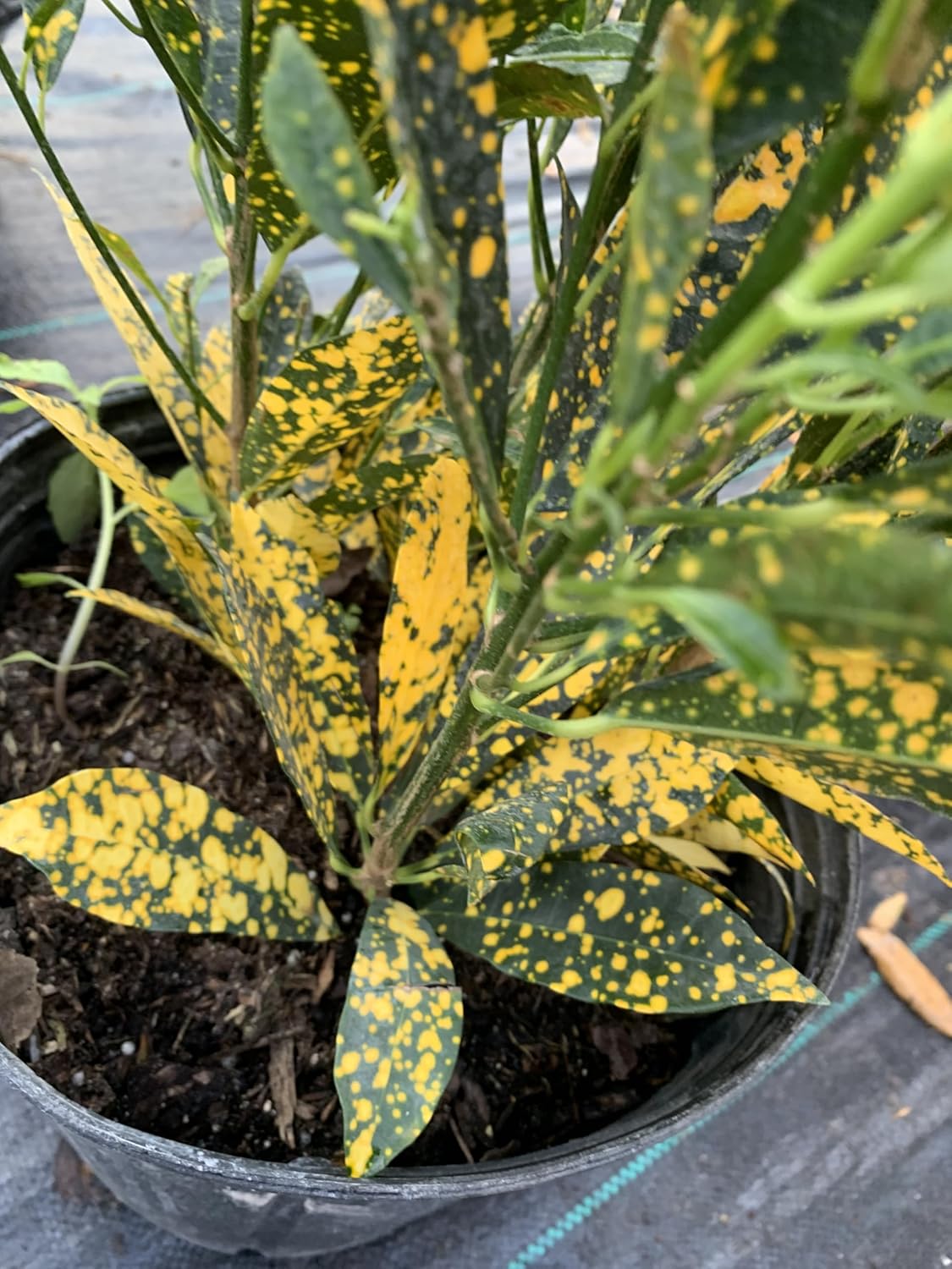 Croton Gold Dust Codiaeum variegatum 3 gal Grower Pot 15 inches Tall Tropical Indoor Outdoor Live Plant Eddies Acres NO Shipping to California