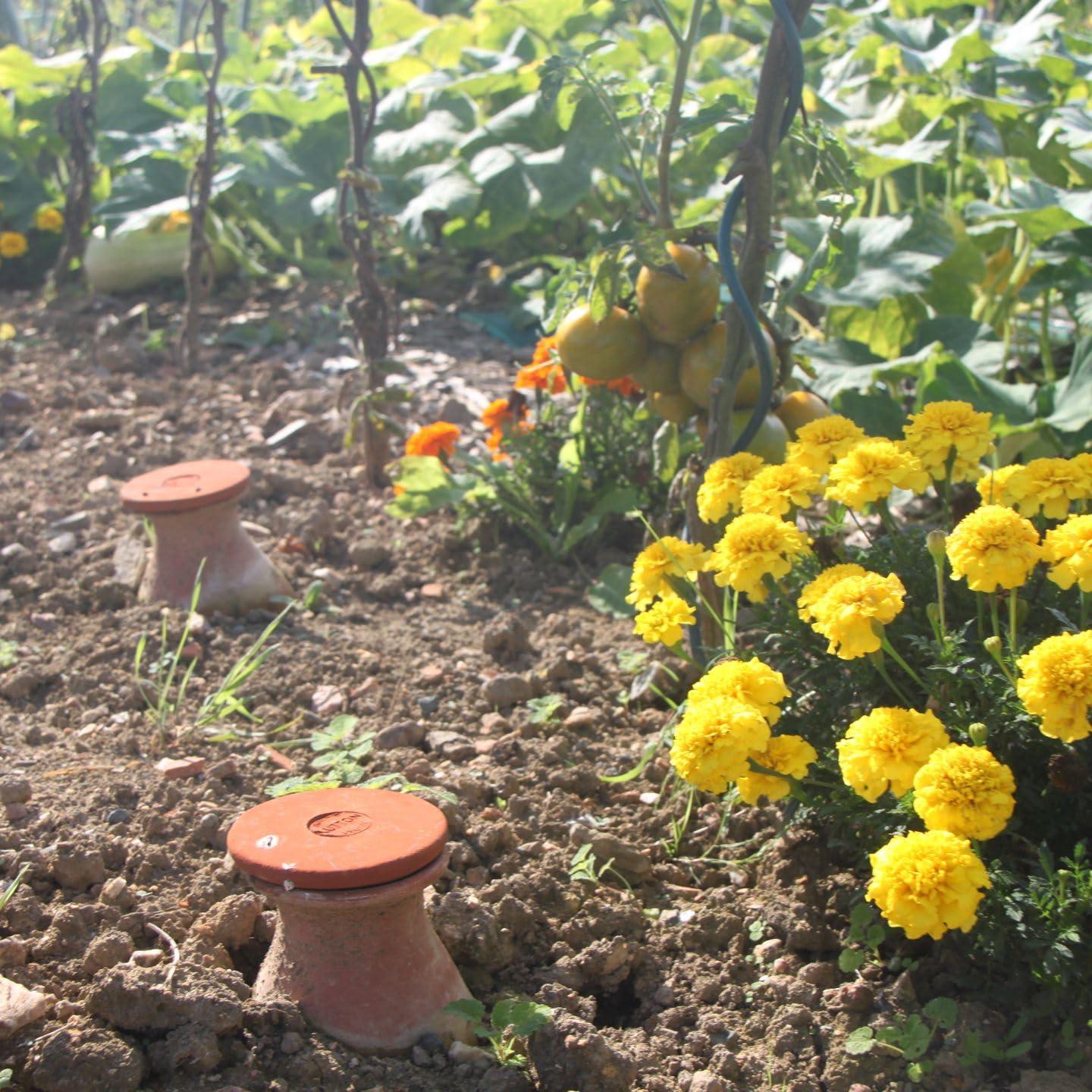 Duo d’Ollas Potager 4 L – Fabrication Française – Arrosage Autonome et Écologique pour Potager et Jardin