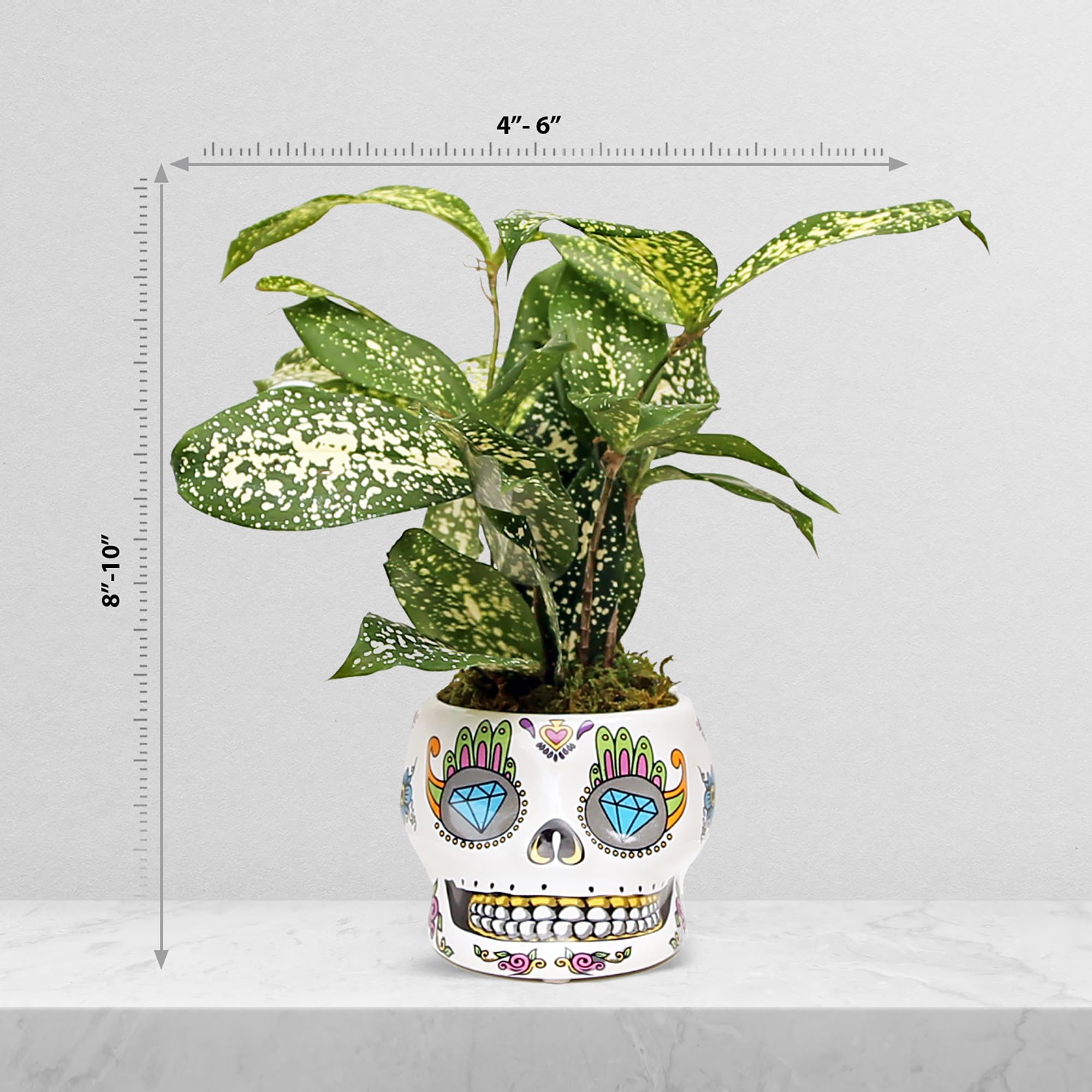 Amazon.com : Live Florida Beauty Golddust Spoted-Leaf Dracaena Surculosa,  Variegated Tropical Houseplant, Office Gift, Plant Lover Gift, Gardening  Gift, Best Friend Gift in 4" Ceramic Skull : Patio, Lawn & Garden