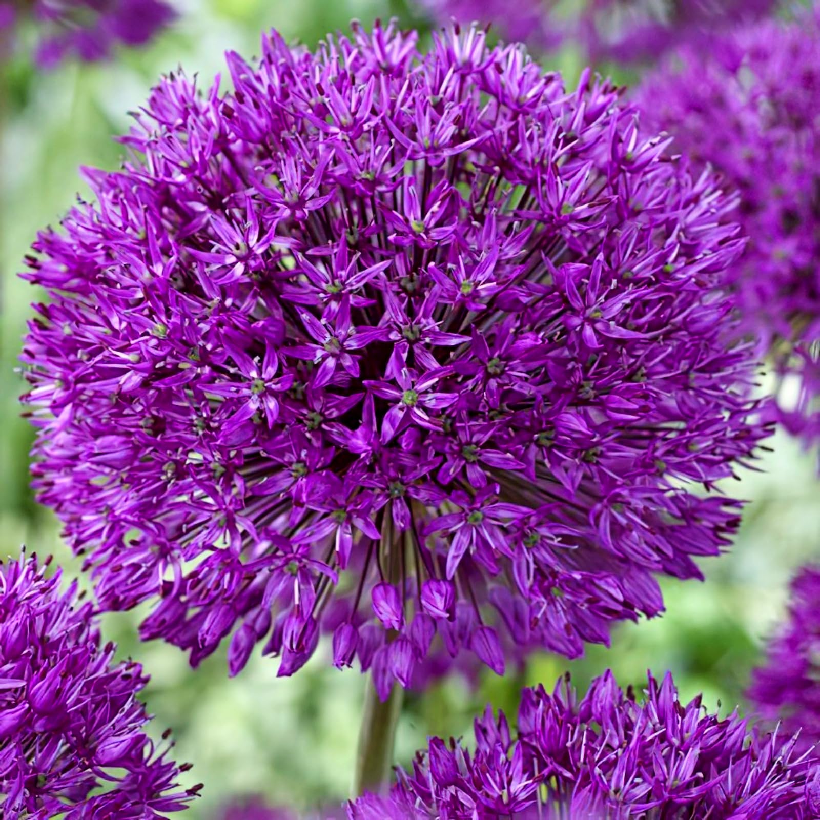 Carbeth Plants - 25 x Allium Purple Sensation Spring Bulbs