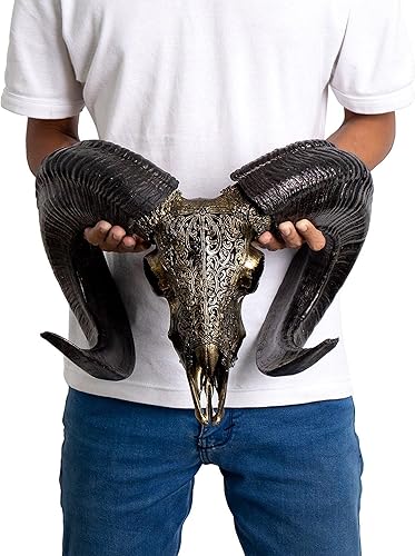 Vista 56 de Skull Bliss - Calavera de carnero de taxidermia auténtica tallada a mano con cuernos/decoración del hogar de cráneo de carnero genuino/decoraciones