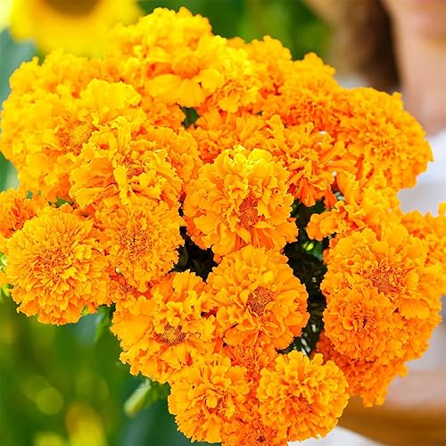 Beautiful Garden Flower Seeds 200+ African Marigold Seeds - Hawaii