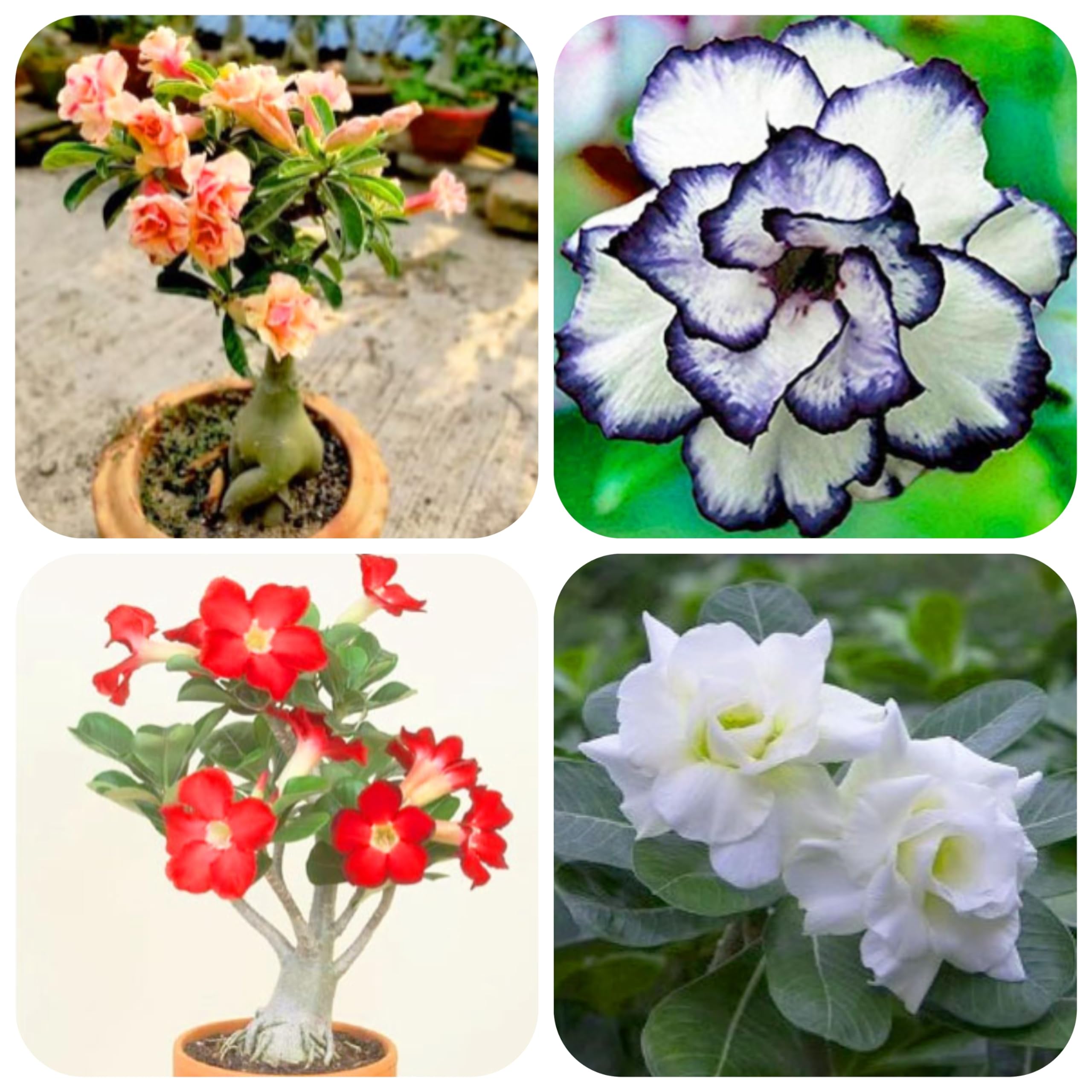 Adenium plant pack of 4 (Live Plant) (B0CMJKJ65T) Amazon Price History, Amazon Price Tracker