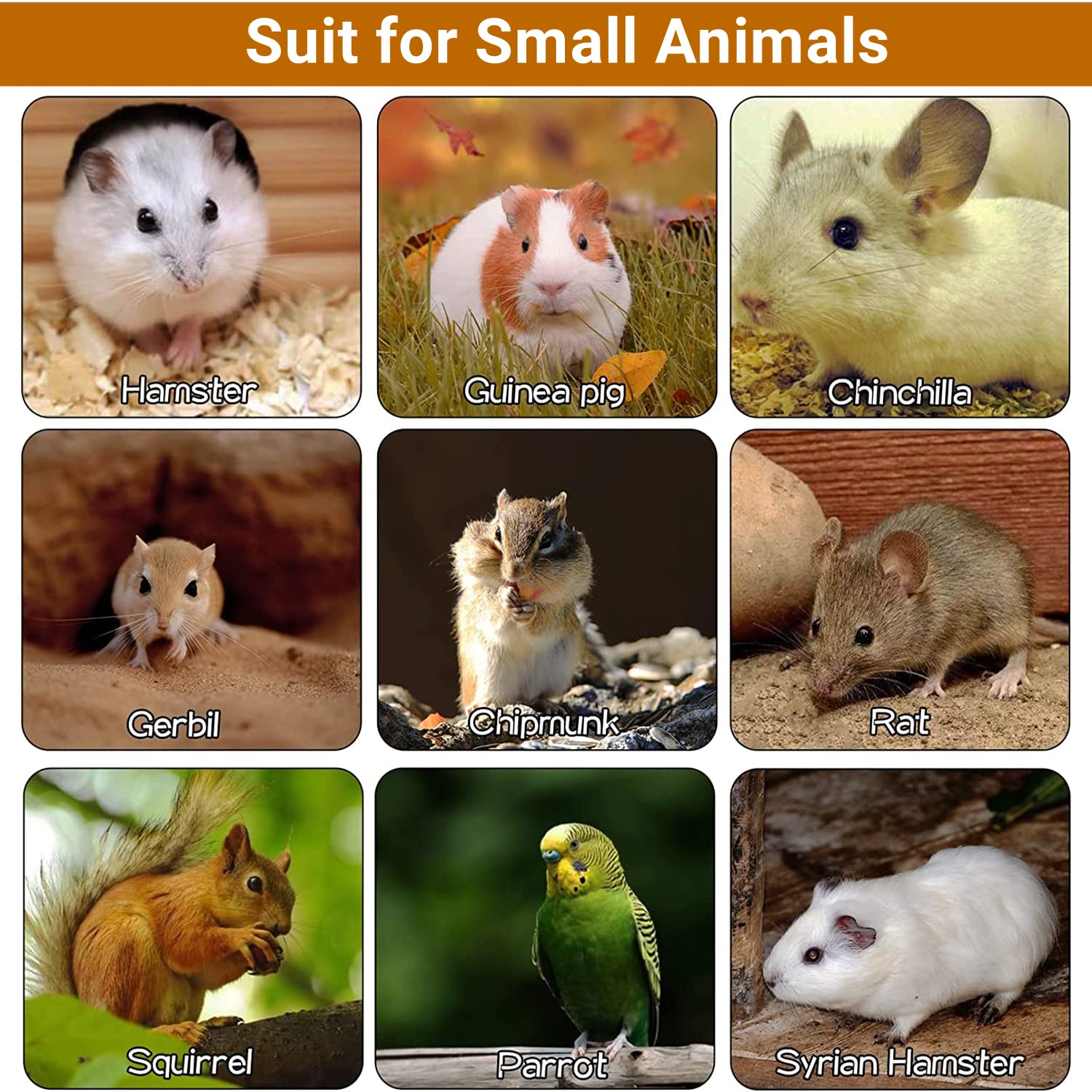 Lot de 5 Planches à Ressort pour Hamster Chinchilla Plate-Forme pour Écureuil Oiseau écureui Planeur de Sucre Planche de Support en Bois pour Petits Animaux(L)
