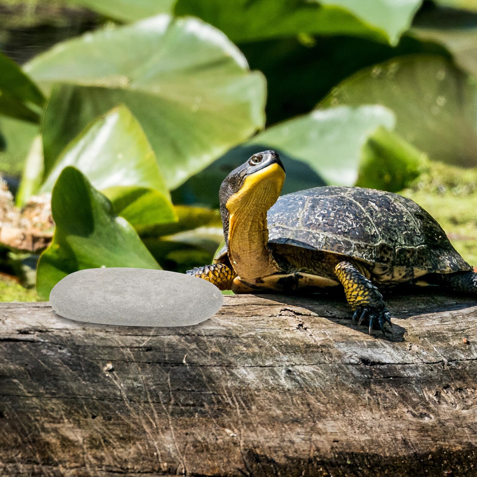 Steindekorationen im Aquarium und Versteck für Schildkröten 3 Stück mit Flacher Oberfläche als Sonnenplattform Zufällige Farbe und Reptilien Terrarium Zubehör