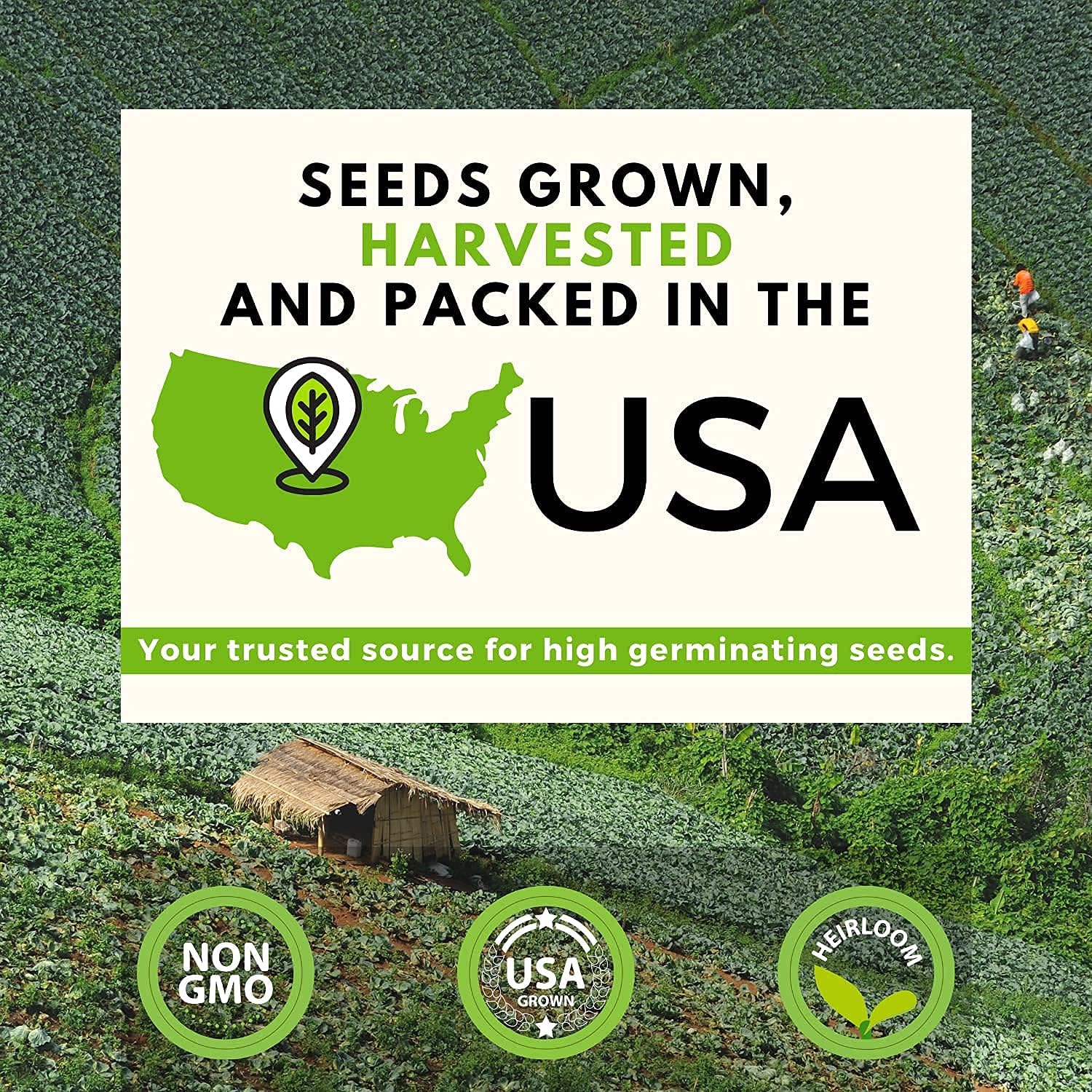 Lettuce and Greens Seed Vault - Non-GMO Seeds for Planting Indoor or Outdoor - Kale, Spinach, Butter, Oak, Romaine Bibb & More - Hydroponic Home Garden Seeds (20 Variety) : Patio, Lawn & Garden