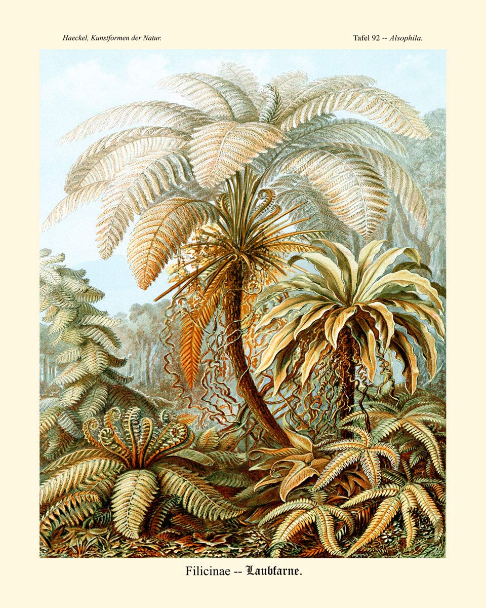 Affiche Fougère Ernst Haeckel Wallbuddy Kunstformen der Natur A2 salon