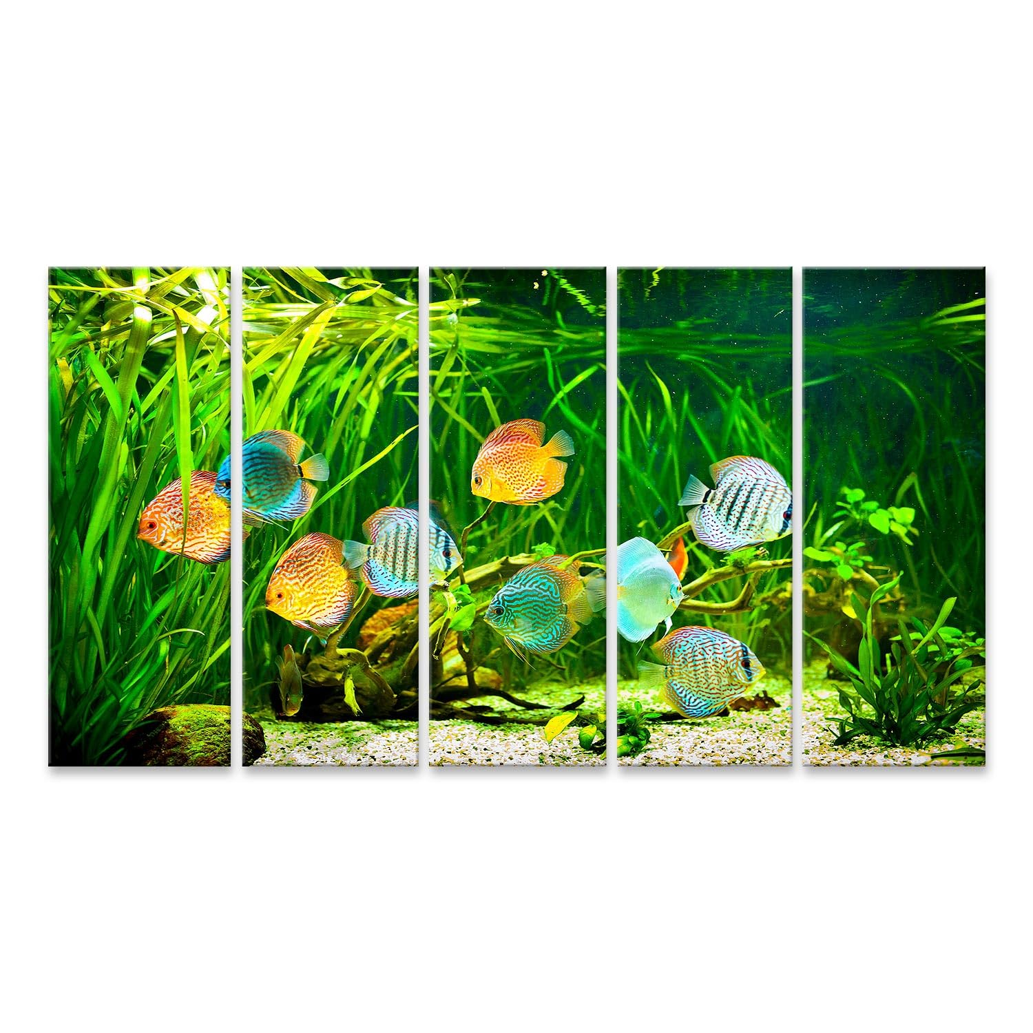 islandburner Primer cuadro sobre lienzo coloridos peces disco en el acuario nadando entre plantas acuáticas imágenes murales carteles