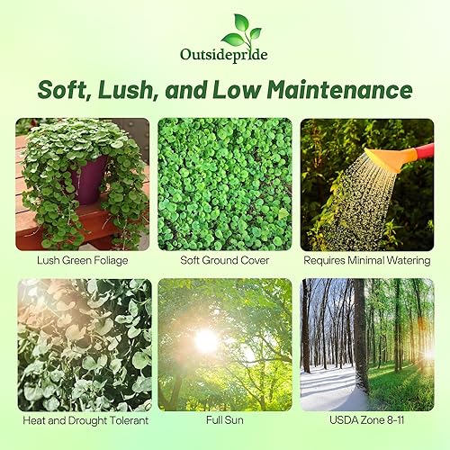 Miniatura 2 de Outsidepride Semillas perennes de esmeralda de Dichondra  15 piezas tolerantes a la sequía y al calor, de bajo crecimiento, semillas de cobertura