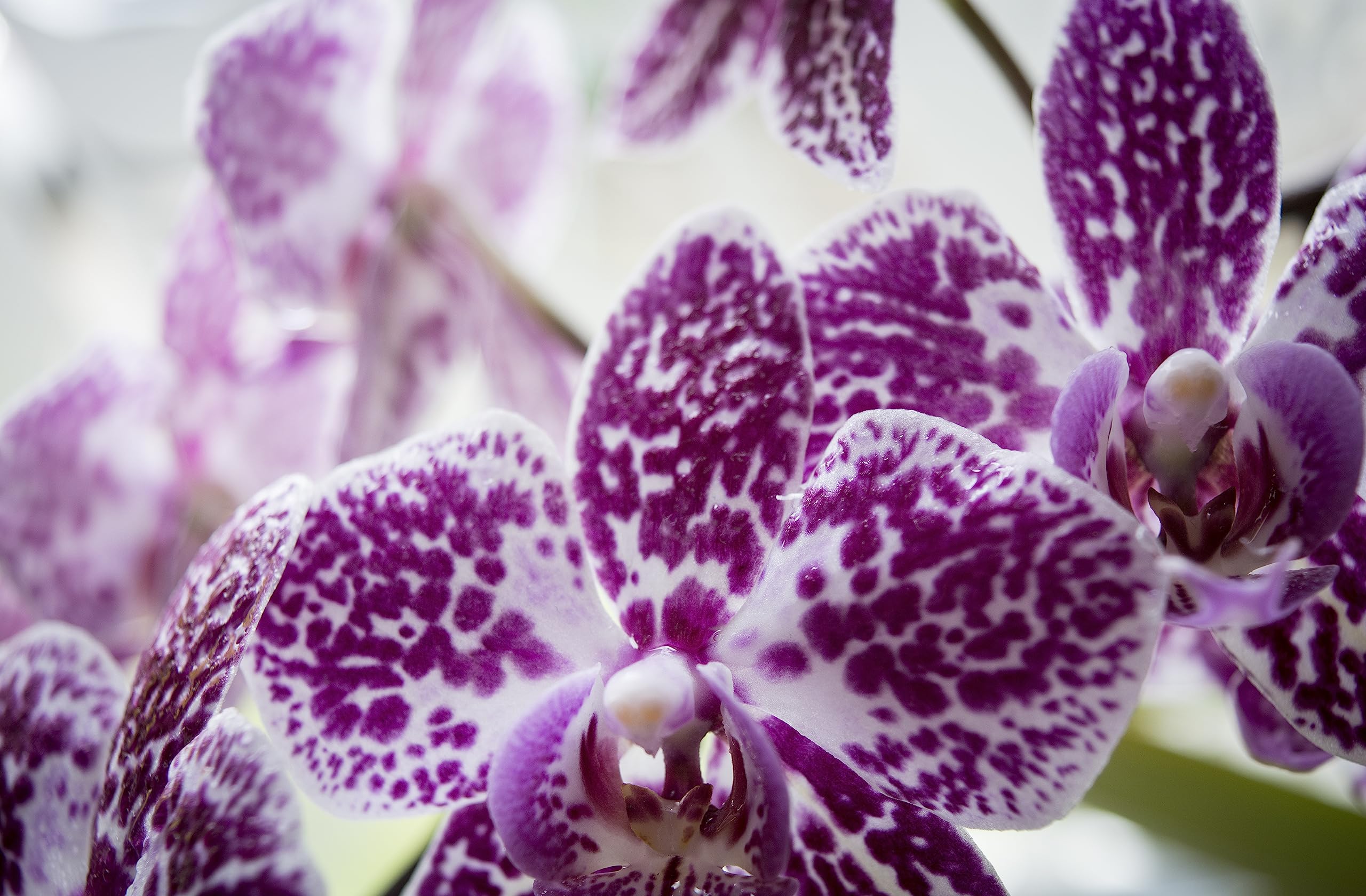 Floraline® | Lot de 10 - Cure vitale | Engrais pour orchidées pour jusqu'à 20 mois de fleurs magnifiques avec croissance et fleurs saines | Utilisation et entretien doux