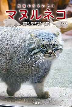 Amazon.co.jp: マヌルネコ : ネイチャー&サイエンス編, 今泉 忠明: 本