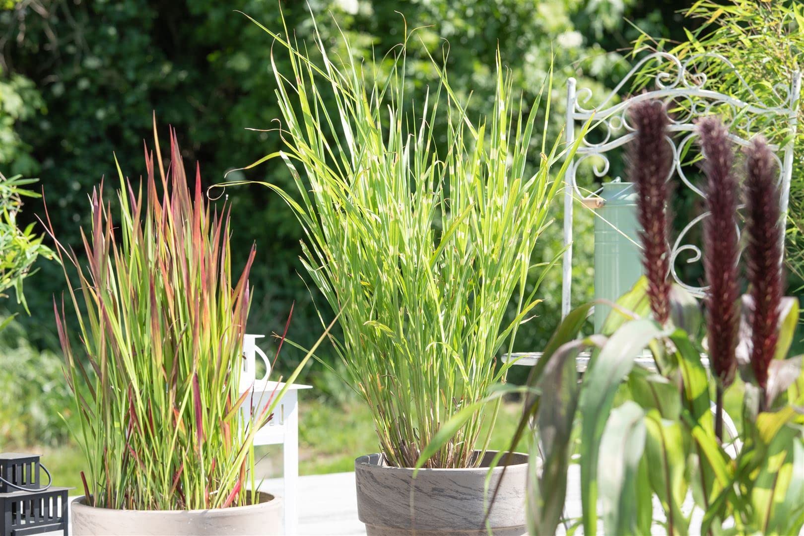 Miscanthus sinensis 'Strictus' – Winterhart, Mehrjährig, Pflegeleicht – Zebragras – Ziergras für Beet & Kübel