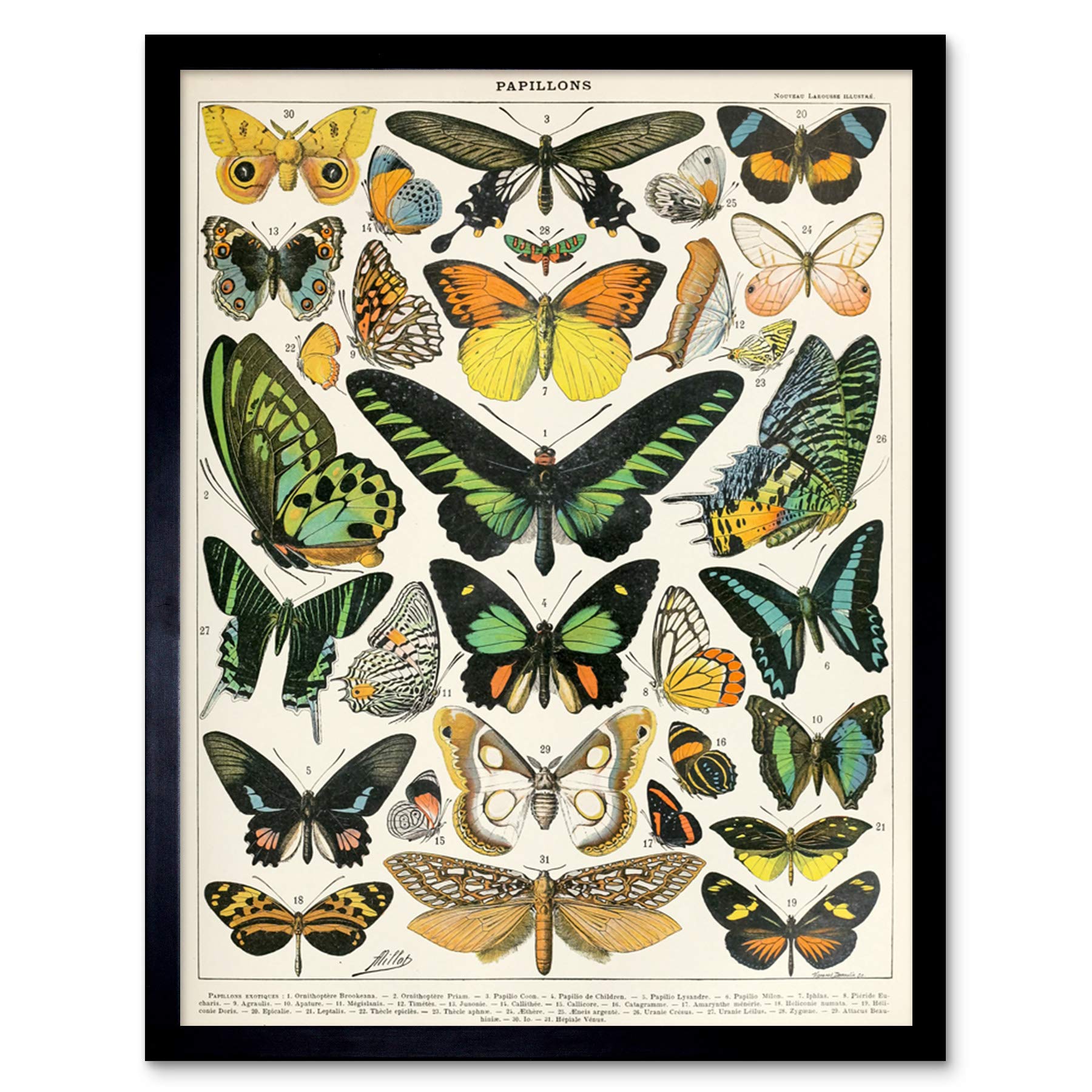 Artery8 Millot Encyclopedia Page Molluscs Shells Art Print Framed Poster Wall Decor 12x16 inch — view 85