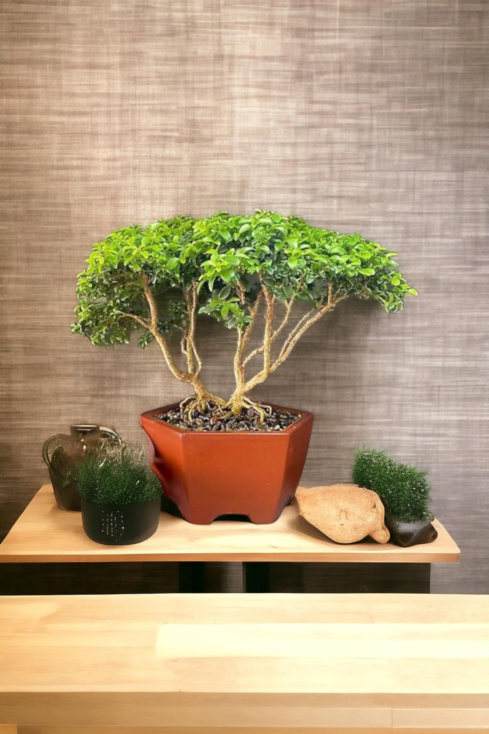 Juniper bonsai banyan tree live plant, Kamini bonsai Oxygen Live Plant For Indoor Home Dacoration With Pot (Pack of 1)-image-15
