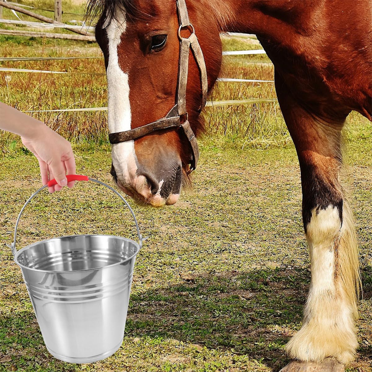 Cubo de Acero Inoxidable para Caballos 10l Asa Portátil | Plata, Fácil de Limpiar, Uso Múltiple, para Caballo y Potro, Adecuado para Agua y Alimento en Establo