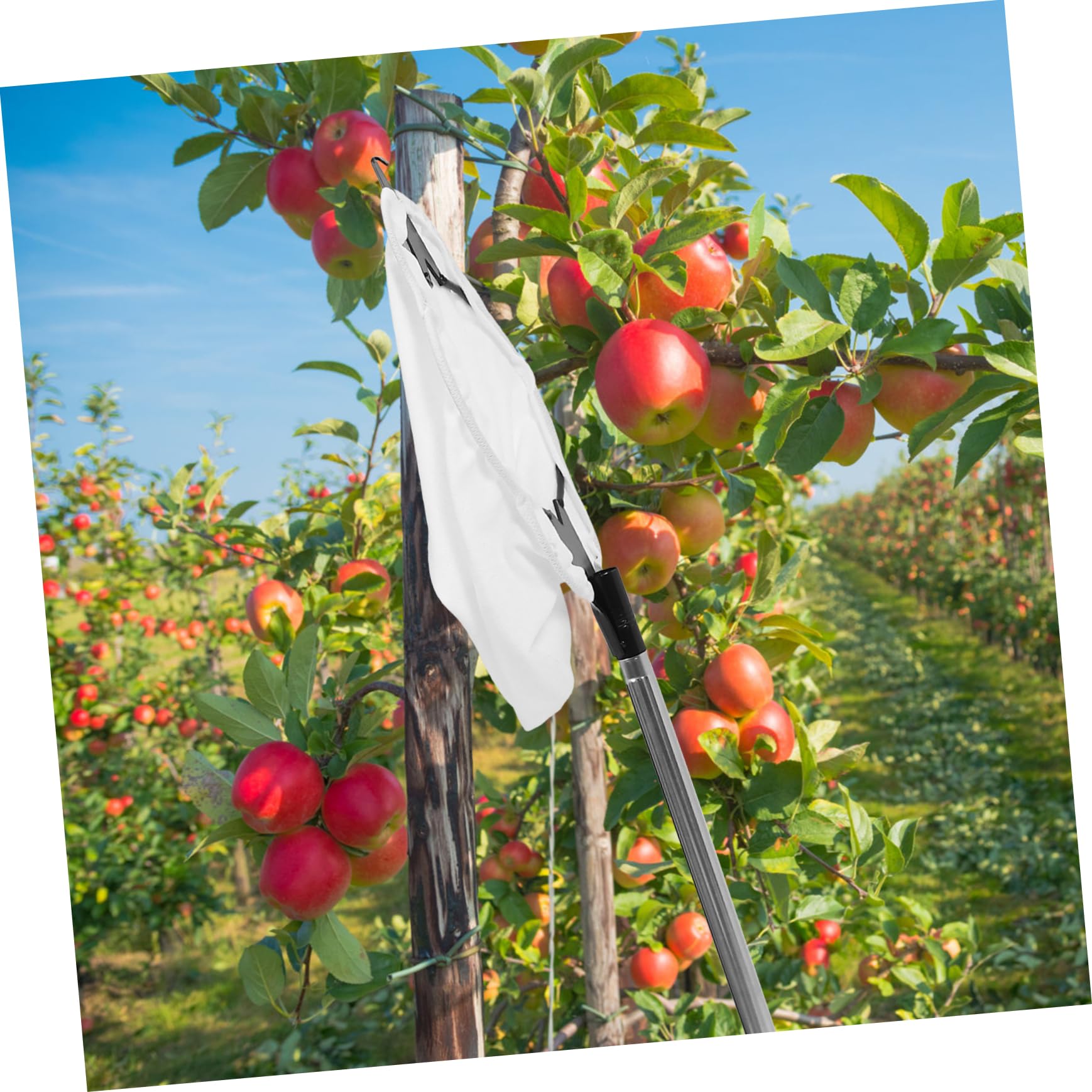 TOYANDONA Raccoglitore Frutta Estensibile Frutta Manico Per e Delicata e Struttura