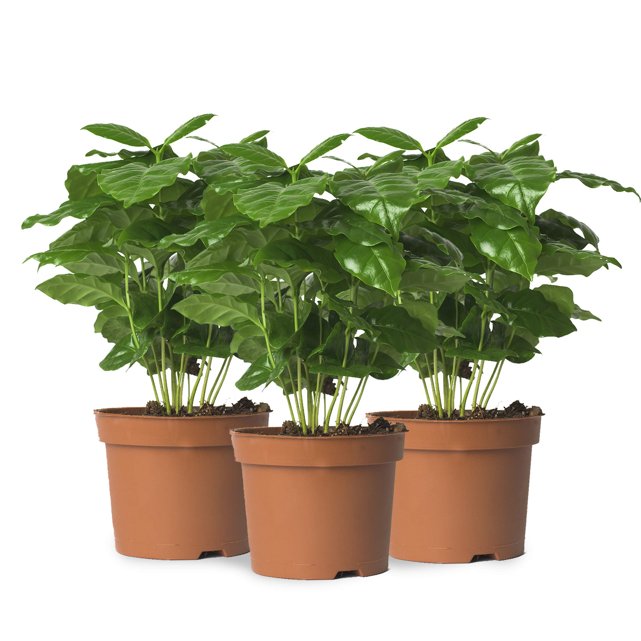 3 USINE Coffea Arabica en OFFRE, ca 30 cm kaffeepflanze,café même anbauen, pour buveurs de café et kaffeeliebhaber, facile à entretenir - Ainsi Super convient comme cadeau ou plaisir bureau à accueil,